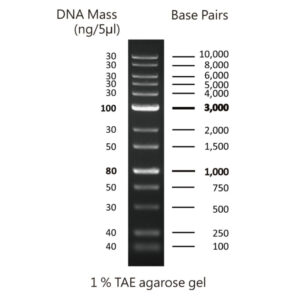 MWD1 - DNA ladder with 13 bands