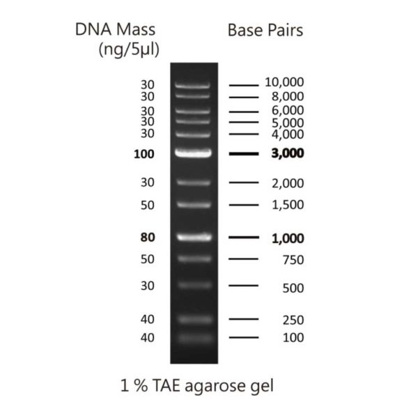 MWD1 - DNA ladder with 13 bands