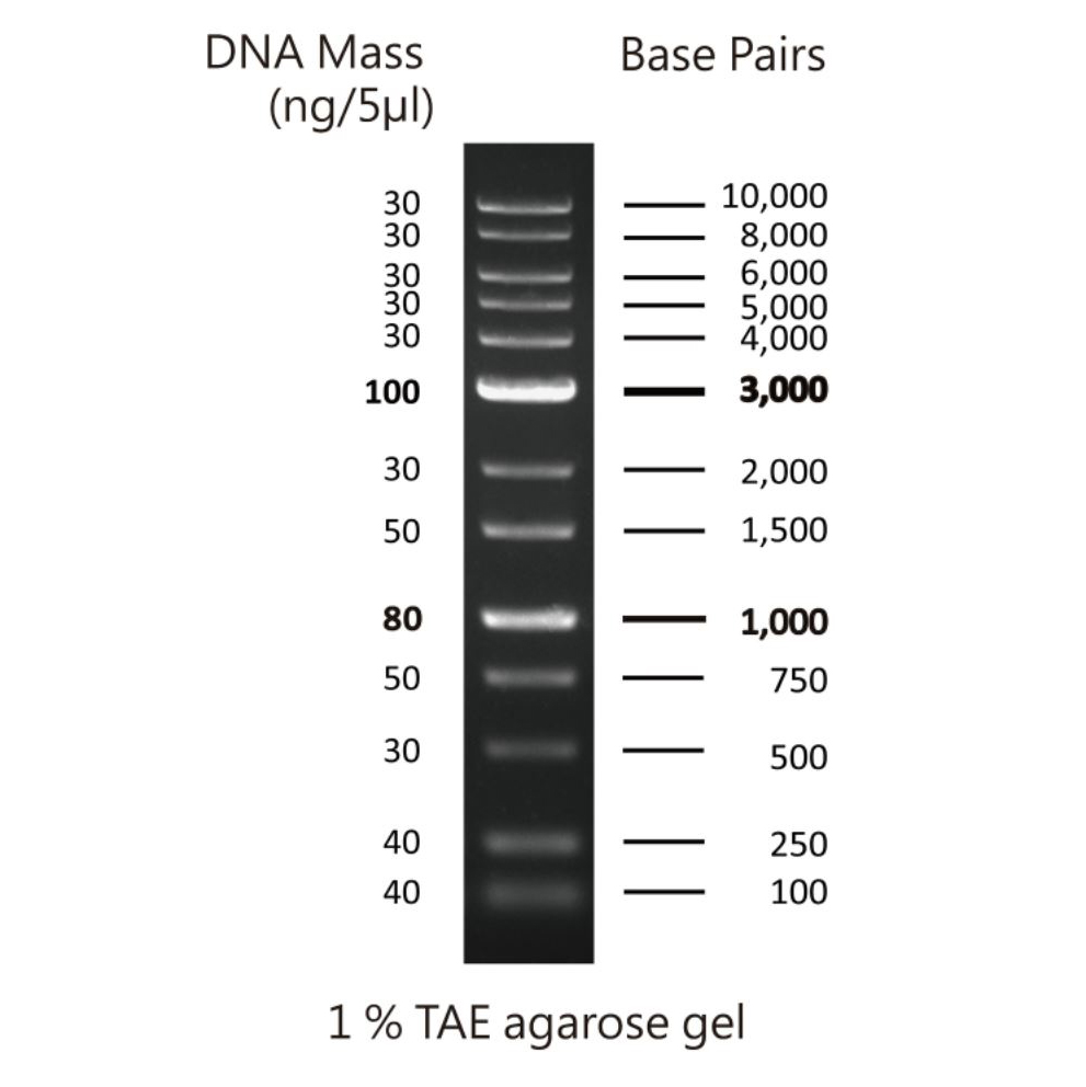 MWD1 - 1 kb DNA ladder with 13 bands (100-10,000 bp). 