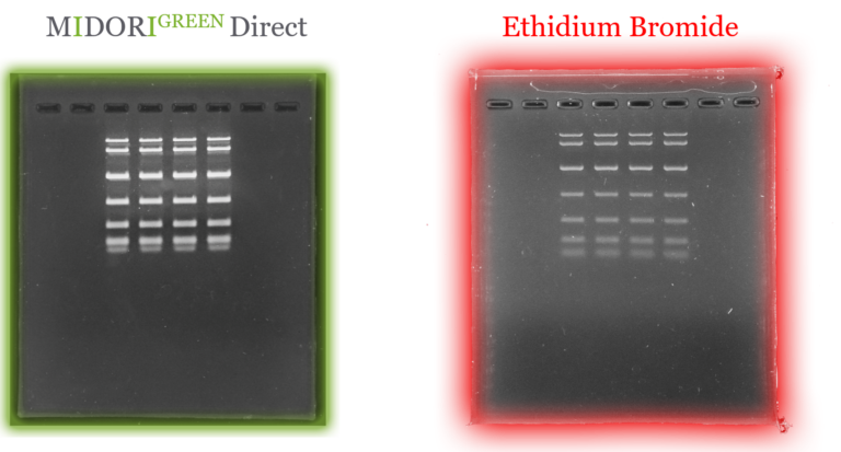 Comparison of DNA band intensity between Midori Green Direct and Ethidium Bromide