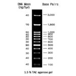 MWD100 - 100 bp DNA ladder with 12 bands