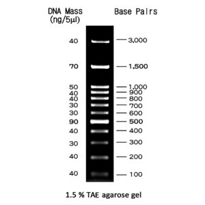 MWD100 - 100 bp DNA ladder with 12 bands