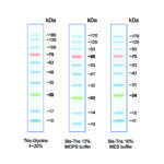 MWP03 BlueStar protein marker map