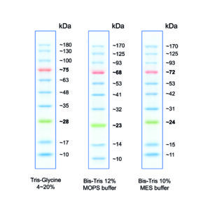 MWP03 protein marker witgh three colours