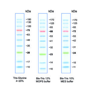 MWP03 BlueStar protein marker map