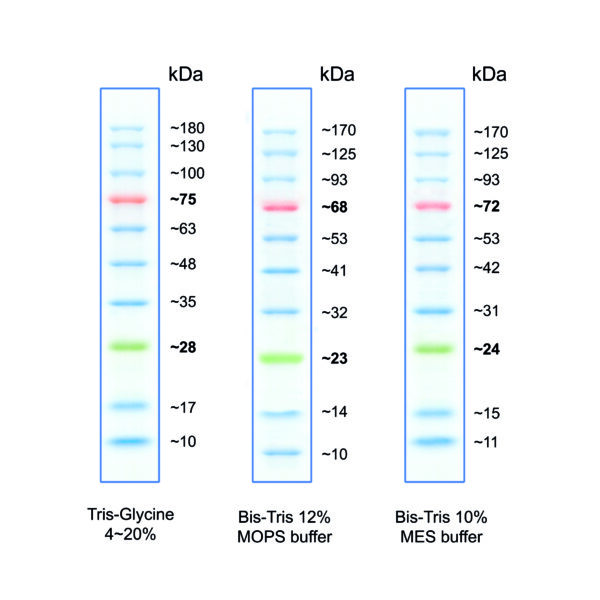 MWP03 protein marker witgh three colours