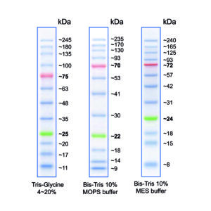 MWP04 BlueStar PLUS Protein Marker - map