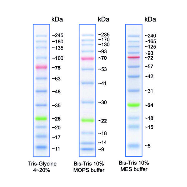 MWP04 BlueStar PLUS Protein Marker - map