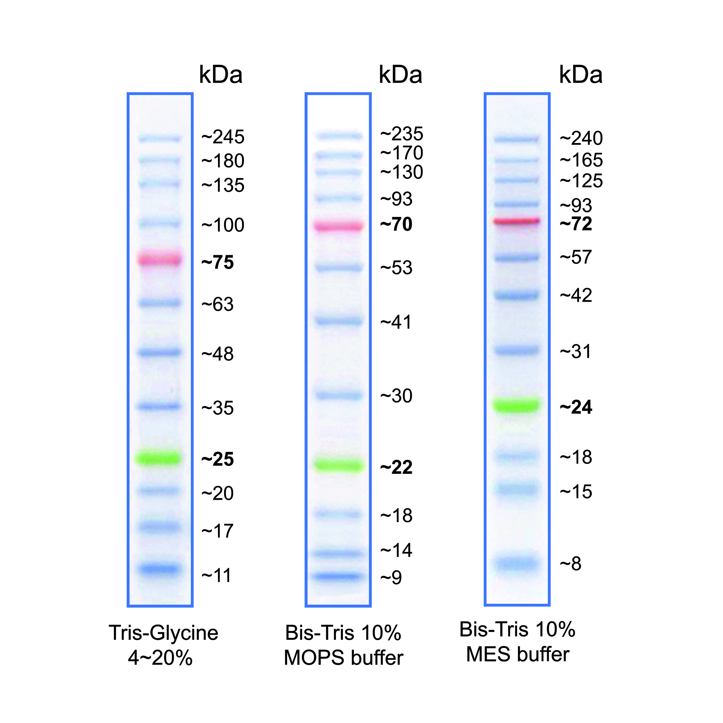 MWP04 BlueStar PLUS Protein Marker - map. 