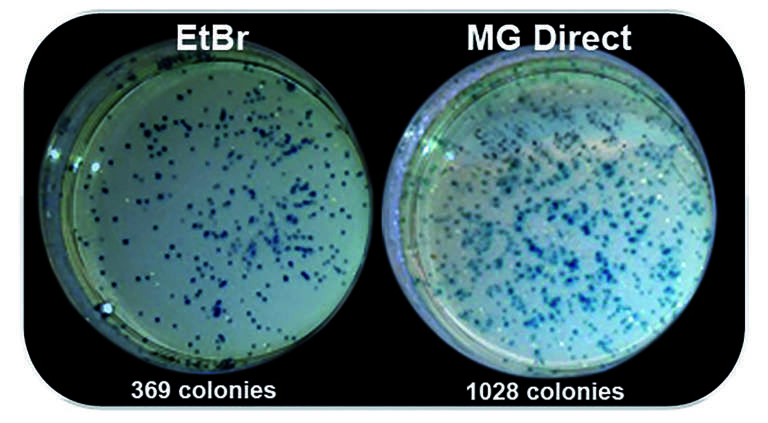 Graph showing better cloning efficiency with Midori Green Direct compared to Ethidium Bromide