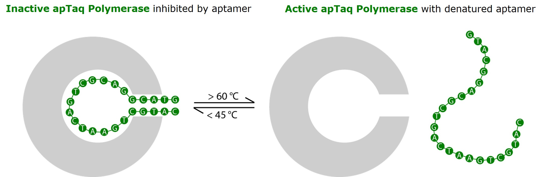 Schematic explanation of the aptamer principle