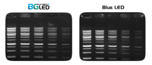 Detektion von DNA mittels des DNA-Farbstoffs MIDORI Green Xtra