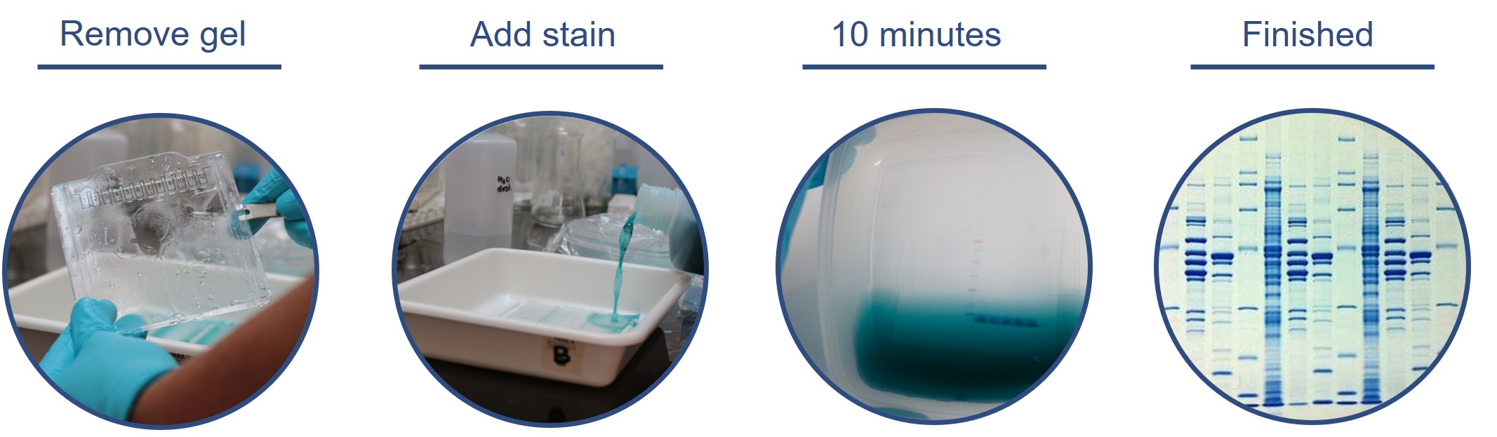 Workflow of Q-Stain Coomassie protein stain