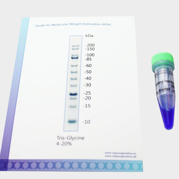 Unstained protein marker