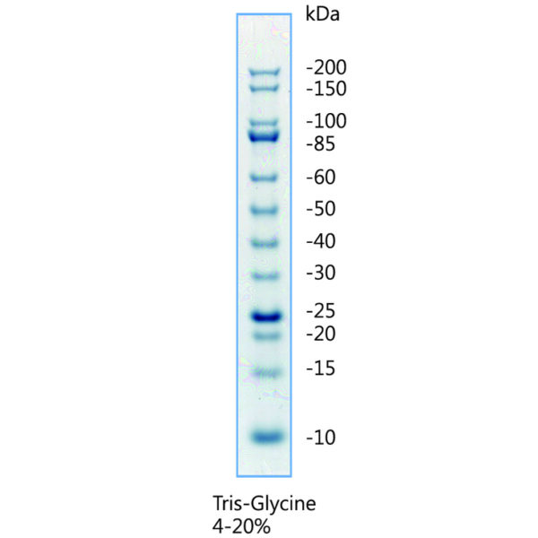 MWP07 Unstained Protein Marker - pattern