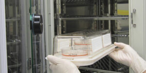 Cell culture chamber with pretri dishes in an incubator