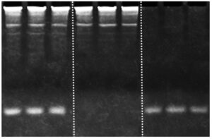 Use of the FastGene miRNA Enhancer with RNA purification kits - results