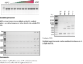 FastGene Gradient PCR Cycler | Key applications