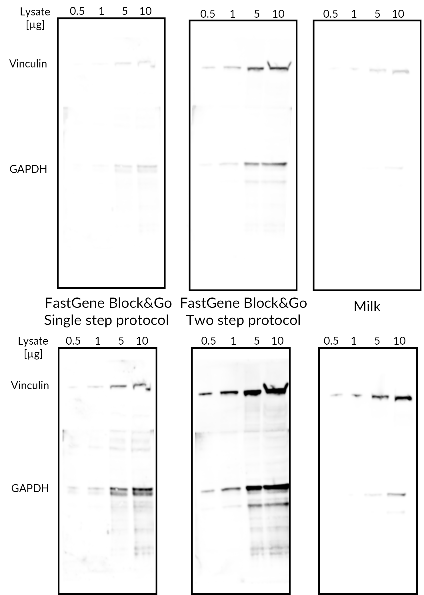 FastGene Block&Go - increased sensitivity