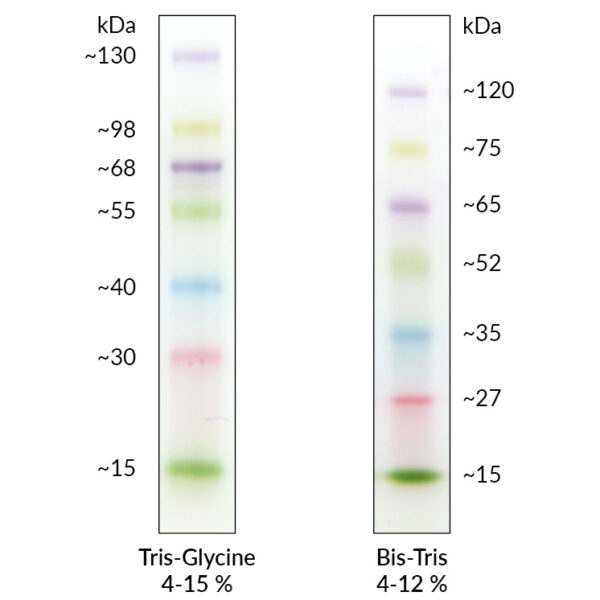 FastGene Prestained Protein Marker