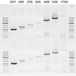 Downstream application | FastGene Blood & Tissue gDNA Extraction Kit | Long-range amplification