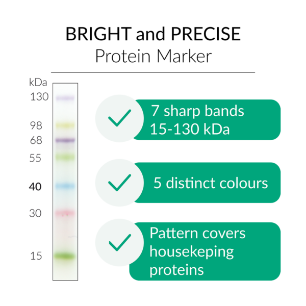 FastGene Prestained Protein Marker | MWP01 | Bright and precise