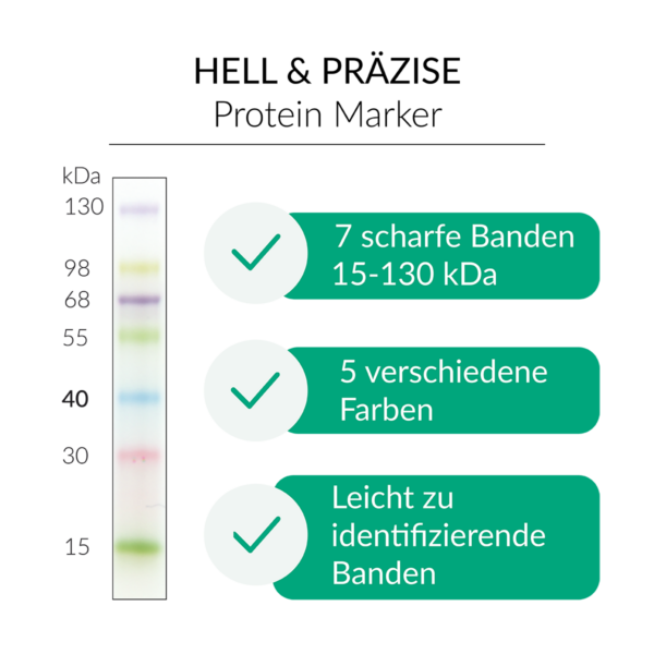 FastGene Prestained Protein Marker | MWP01 | Helle und präzise Banden
