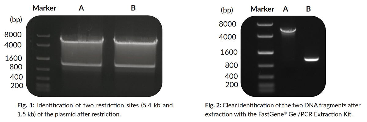 FastGene Gel/PCR Extraction Kit - application data showing large DNA Fragments