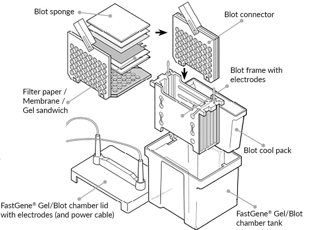 FastGene Western Blot System - General setup (drawing)