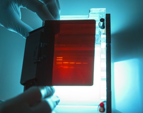 Blue/Green LED Flashlight zur DNA Banden Detektion