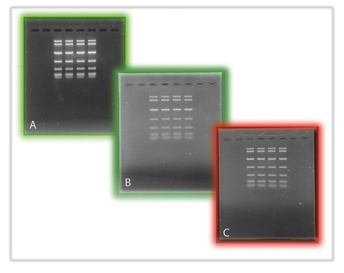 comparison of DNA dyes