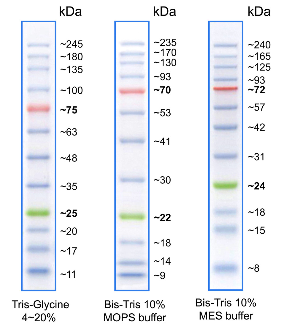 Lauferhalten dse BlueStar PLUS Proteinmarkers in Tris-Glycin, Bis-Tris MOPS und Bis Tris MES Puffer