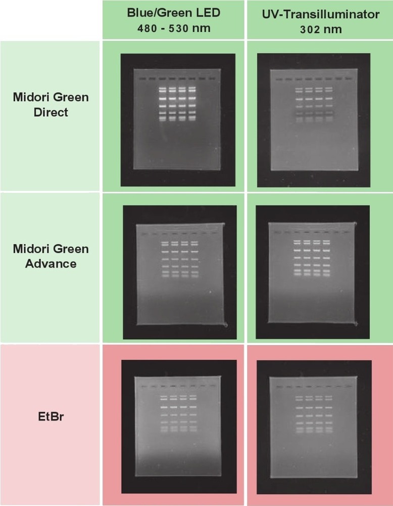 Midori Green Advance - Nucleic acid stain | NIPPON Genetics EUROPE