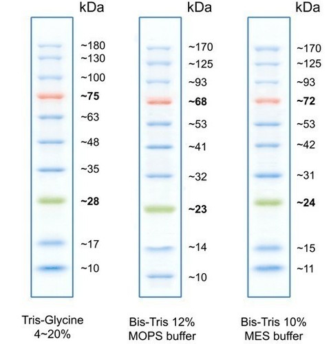 Lauferhalten dse BlueStar Proteinmarkers in Tris-Glycin, Bis-Tris MOPS und Bis Tris MES Puffer